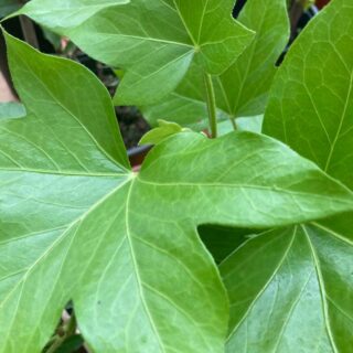 Aralia trepadora