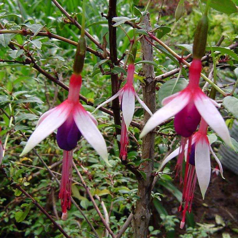 Fuchsia-magellanica-var.-Eburnea