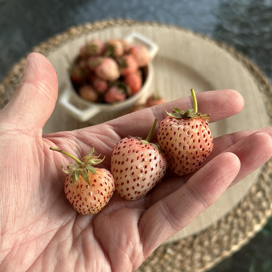 Frutilla Blanca