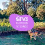 Pack 30 Arboles Nativos Raiz Desnuda